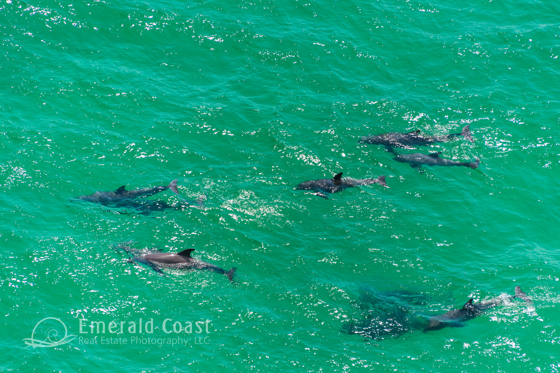 Pod of Dolphins in the Gulf of Mexico, Aerial Photography