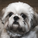chewie
