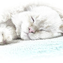 sleeping kitten