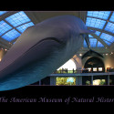 whale