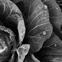 Still Life-02